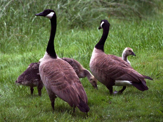 A family of geese was spared after Honeymoon Lake residents approved the gaggle’s euthanization. The geese were taken during the night May 30.