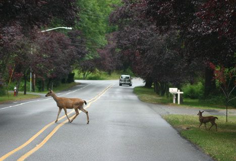 A doe and fawn cross Third Street outside Langley in late July.