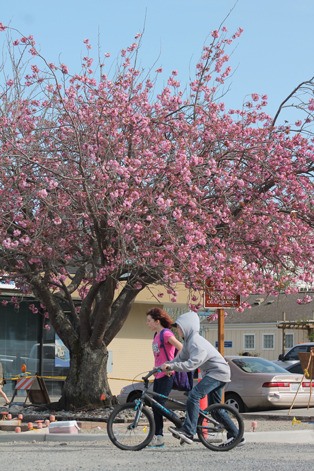 A few children cross the intersection of Anthes Avenue and Second Street in Langley on April 14. The cherry tree behind them is being examined for disease and could be chopped down if it presents a safety hazard.