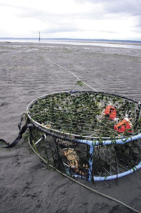 A crab pot with a dead crab inside sits high and dry on the Cultus Bay beach Thursday at Possession Shores. More than 10 pots belonging to the Tulalip Tribes were out of the water in the area.