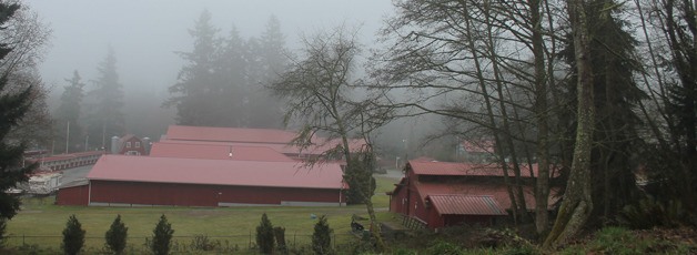 The Island County Fairgrounds in Langley may look totally different in coming years