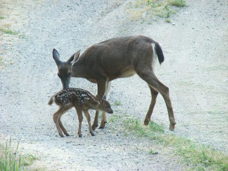 A mother deer and her newborn fawn wander in a field just outside Langley this week.