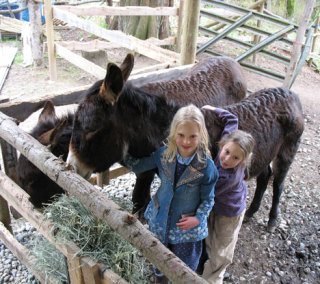 Estlin and Hillel Coates feed their family’s two donkeys in Clinton. Miriam Coates is organizing a protest over the local Eagles Aerie’s plan to stage a donkey baseball game June 20 at Dave Mackie Park