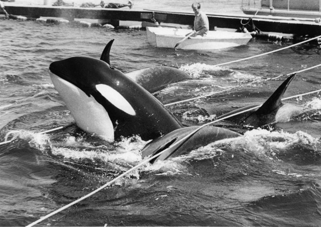 Orcas swim in a floating corral during the 1970 Penn Cove roundups. Orca Network will hold a ceremony for the 44th anniversary of the round up on Friday