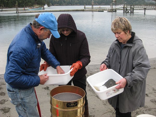 Volunteers from Island County Beach Watchers inspect sediment and sand at Cornet Bay. The group will soon sever ties with Washington State University Extension.