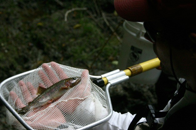 Nick Weatherly holds one of the rainbow trout his crew worked to remove from Glendale Creek.