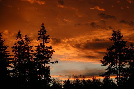 The sky over Langley’s fir-filled skyline is aglow at sunrise Wednesday. City officials have been talking about preserving the treeline in Langley