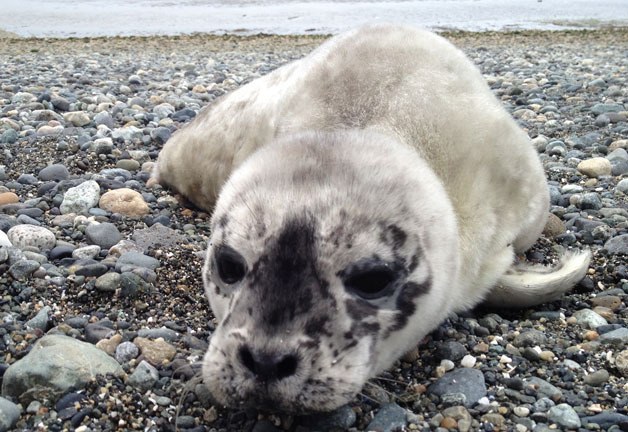 A little seal pup lies on a beach on the Seaplane Base in Oak Harbor. This is the time of year when mothers begin giving birth to pups and biologists are hoping to get the word out for the public to stay away.