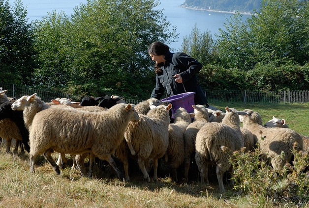 Joe Novotny photos Glendale Shepherd owner Lynn Swanson (above) feeds her sheep chopped hay and specially made pellets that supplement their nutritional needs. She’s usually mobbed when she arrives on her golf cart with the food. The sheep are if five pens