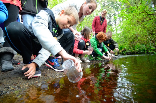 Brayden Jonsson and classmates release tiny coho into the Maxwelton watershed Friday.