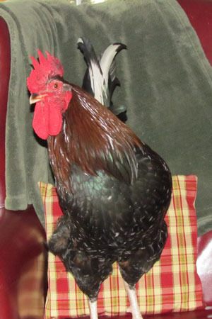 A rooster named Baby Roo-Roo is the new Mayor of Whidbey