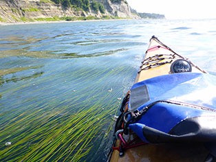 Shimmering fields of surfgrass are lit by a summer afternoon sun just north of West Beach during the first leg of a circumnavigation of Whidbey Island by kayak.