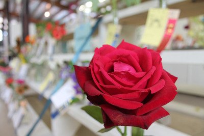 Gardeners showed their floral masterpieces at the fair.