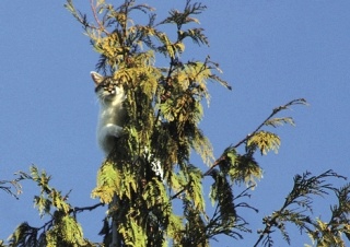 Oliver the cat clings to the topmost branch of an 80-foot cedar tree north of Freeland. He was rescued after spending at least two days and nights on the precarious perch.