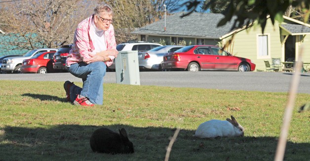 Fran Johnson scowls at a pair of bunnies in a Langley neighbor’s yard. The longtime resident was sorely miffed with rabbits for devastating her recently landscaped yard.