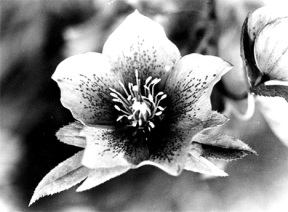 Tayme Rose captured the intricacy of a lily in this photo called "Cup and Saucer."