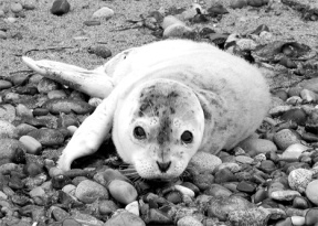 A seal pup rests on a Puget Sound beach. People are asked to leave seal pups alone and give them a wide berth.