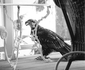 A juvenile bald eagle stands on Bettina Fisher’s deck in Langley Tuesday. The bird trapped itself after it hit Fisher’s window while fleeing from an adult eagle.