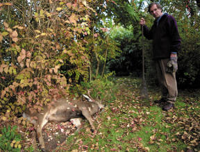 Langley resident Bill Humphreys looks over a dead deer he and his wife found shot in their front yard on Edgecliff Drive. The 18-month-old buck had grown up in the neighborhood