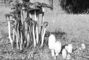 The popular Shaggy manes