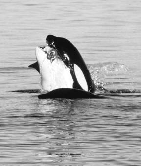 This orca eating a salmon off San Juan Island is in one of the southern resident pods that the federal government proposes to list as depleted but not endangered.