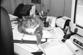 Even some of the office staff at the WAIF shelter are animals. Office cat Willie takes control of Shelter manager Shari Bibich’s desk