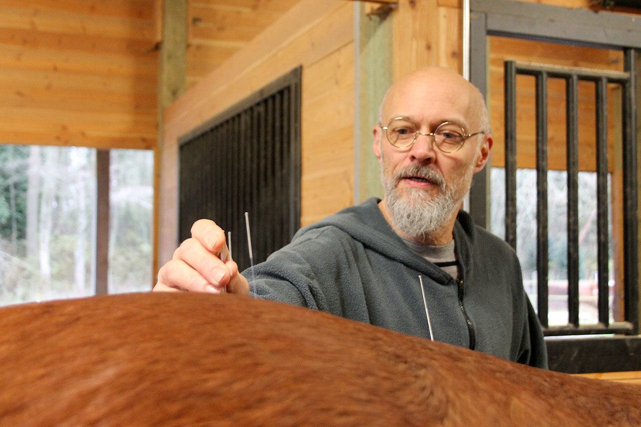 Kyle Jensen / The Record                                Panzer pricks a 25-year-old horse named Chief at acupuncture points. The horse hardly flinched when the needles were inserted.