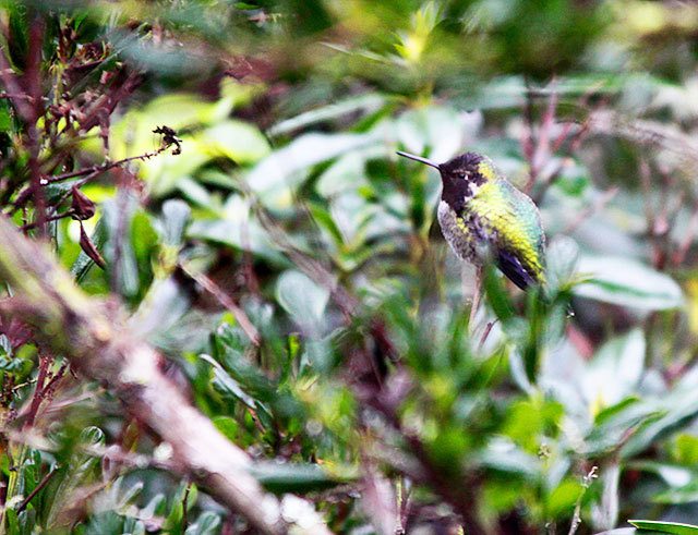 Ron Newberry / Whidbey News Group                                An Anna’s Hummingbird blends into the scenery at Linda and Gordon Bainbridge’s backyard in Greenbank. When temperatures drop to below freezing, Linda Bainbridge wakes up early to set out her hummingbird feeder.