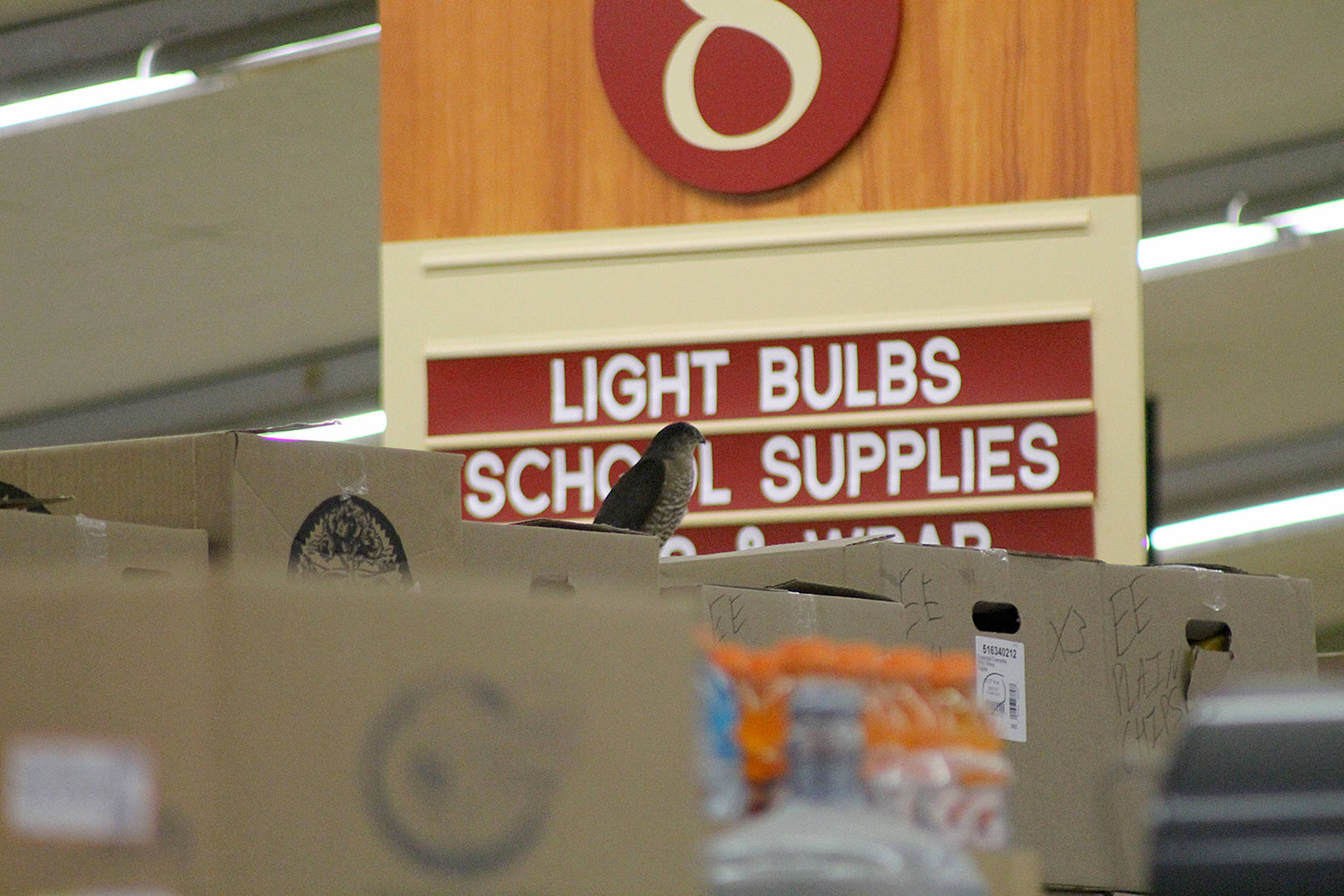 Hawk spends 12 hours in The Goose swooping shoppers, scaring employees