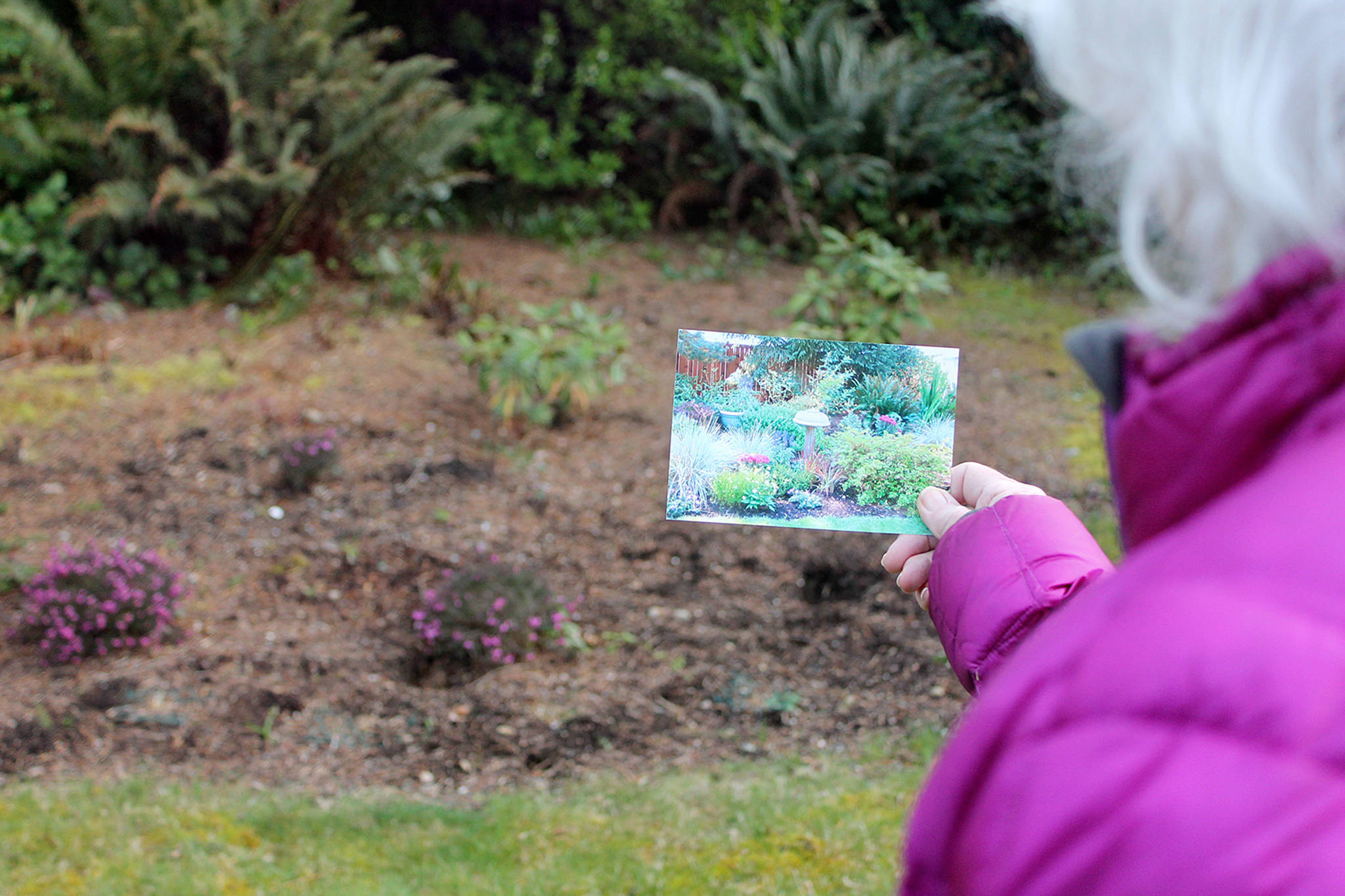 Rabbits raid Langley City Hall garden, but overall population appears to be on the decline