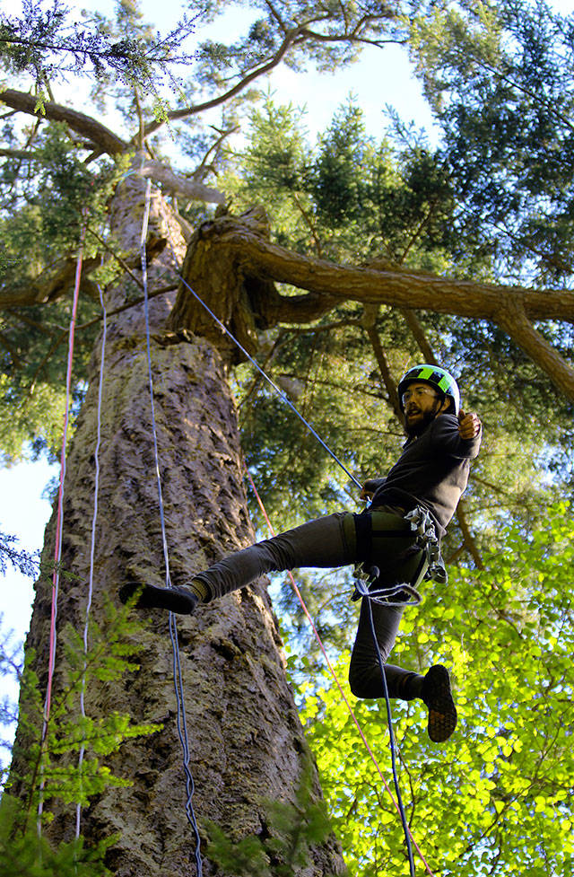 Tree climbing venture offers canopy views for the intrepid