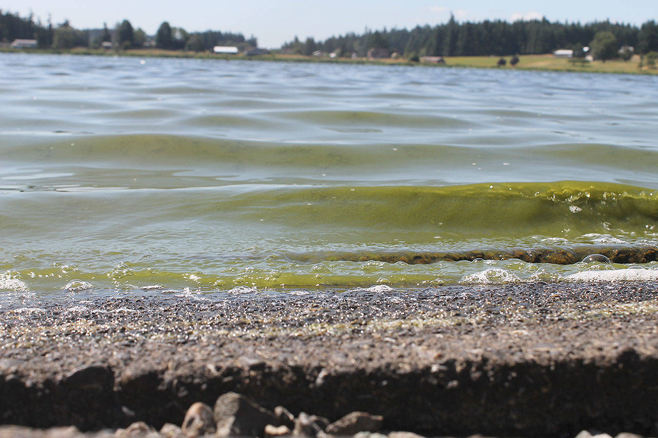 Evan Thompson / The Record — Green scum was evident in the water at Lone Lake on Wednesday afternoon. A toxic algae bloom forced Island County to close the lake on Wednesday.