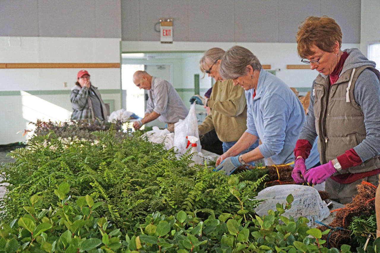 The Native Bare Root Plant Sale is the biggest annual event for Whidbey Island Conservation District. More than 40 volunteers gather over the course three days to prepare thousands of plants ordered by hundreds of local residents. Photo provided