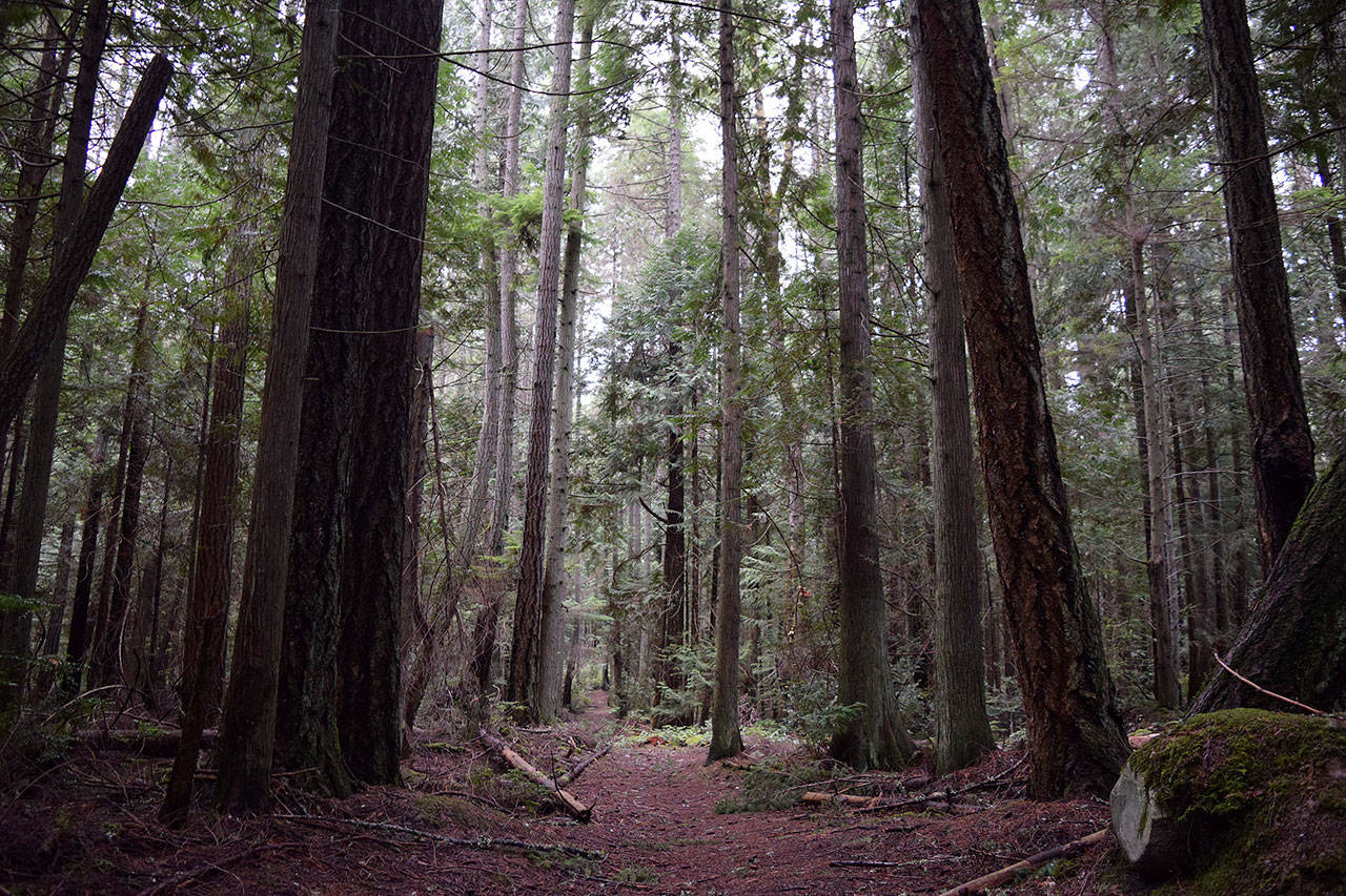 Kyle Jensen / The Record — Those trying to save a trail system behind the old primary school must act quickly to prevent it from being logged. South Whidbey Parks and Recreastion District is weighing up an attempt to acquire the property.