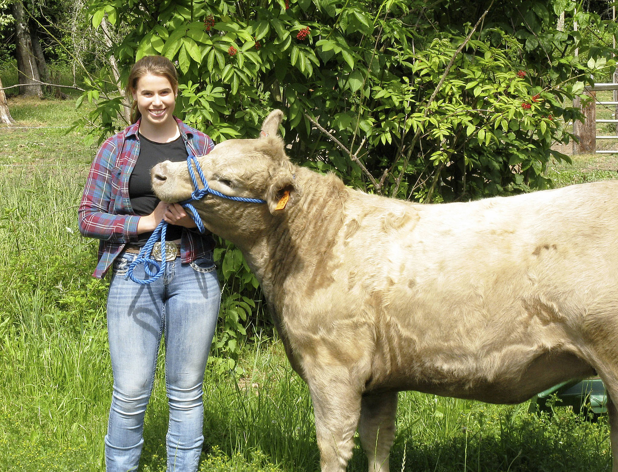 Photo by Dave Felice / Whidbey News Group                                Samantha Ollis leads her cow, Daisy, which she will show at the Whidbey Island Fair.