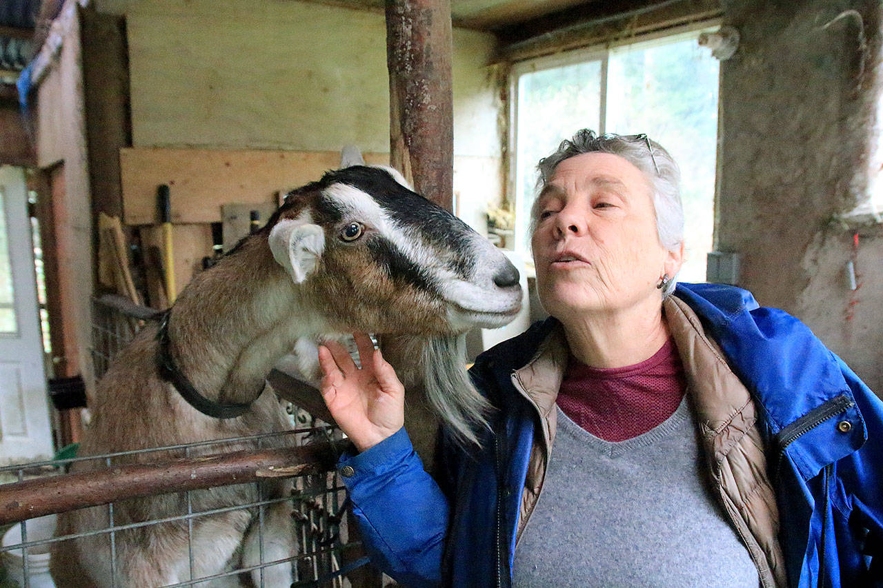 Photos by Kira Erickson / Whidbey News Group                                Goat class facilitator Anza Muenchow with Rhiannon, a great-niece of her own goat.