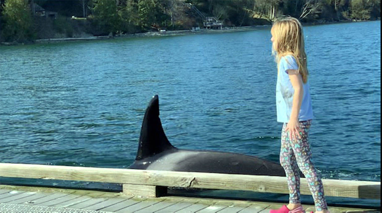 Orca encounter