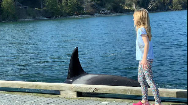 Orca encounter