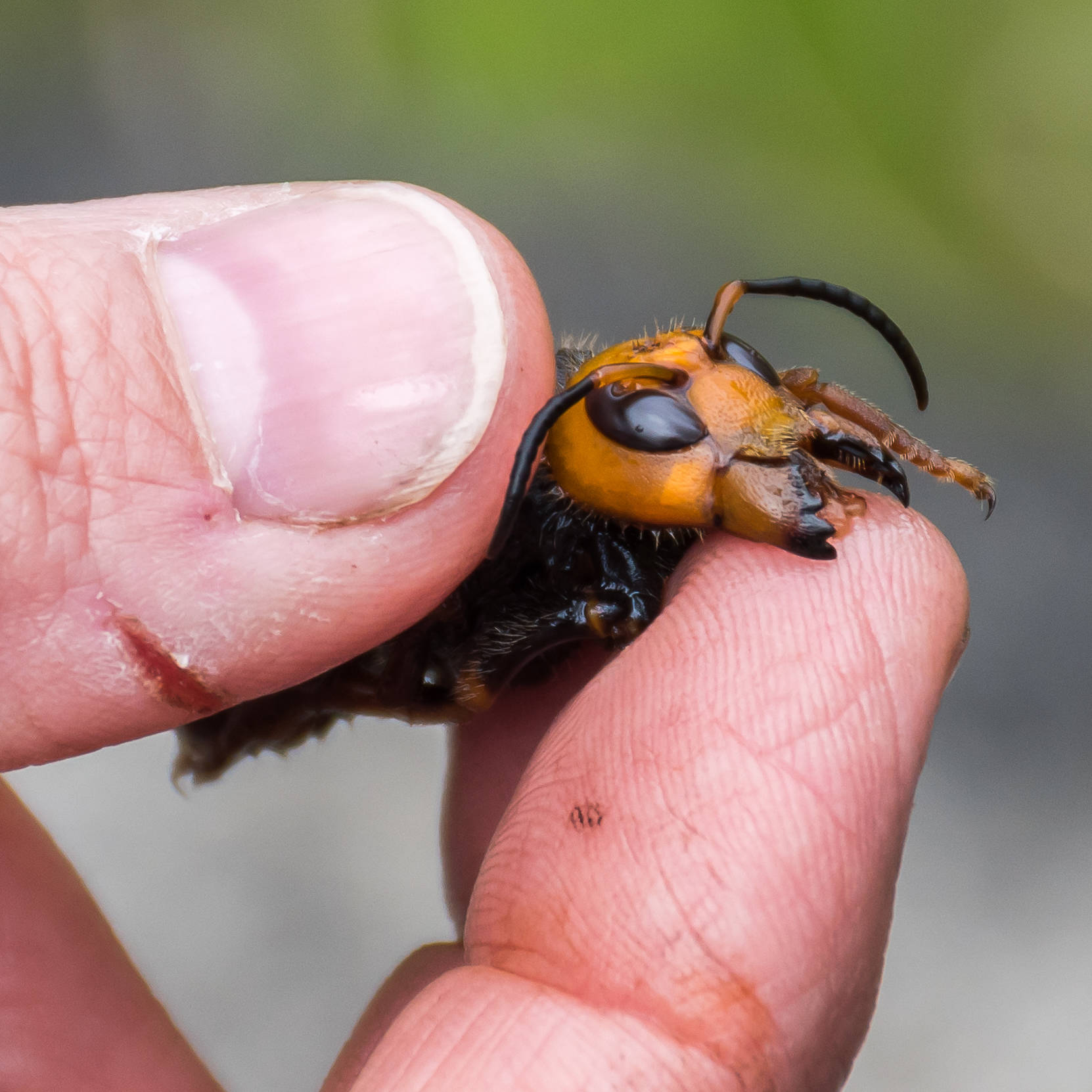 Photo provided by the Washington State Department of Agriculture                                A closeup of the Asian hornets destructive mandibles.