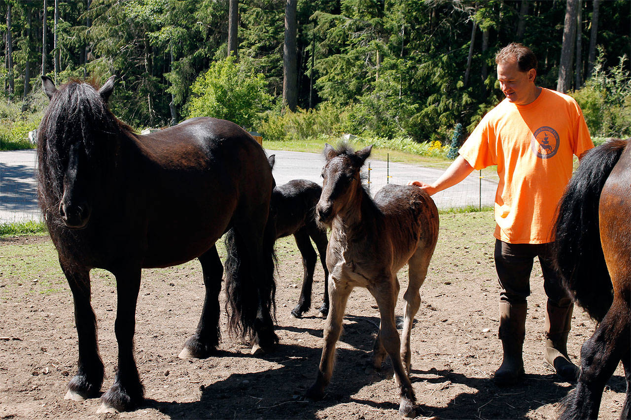 Fully grown Dales pony Carly with her foal Blossom behind her. George Cerrato scratches Bounce, an energetic young foal.