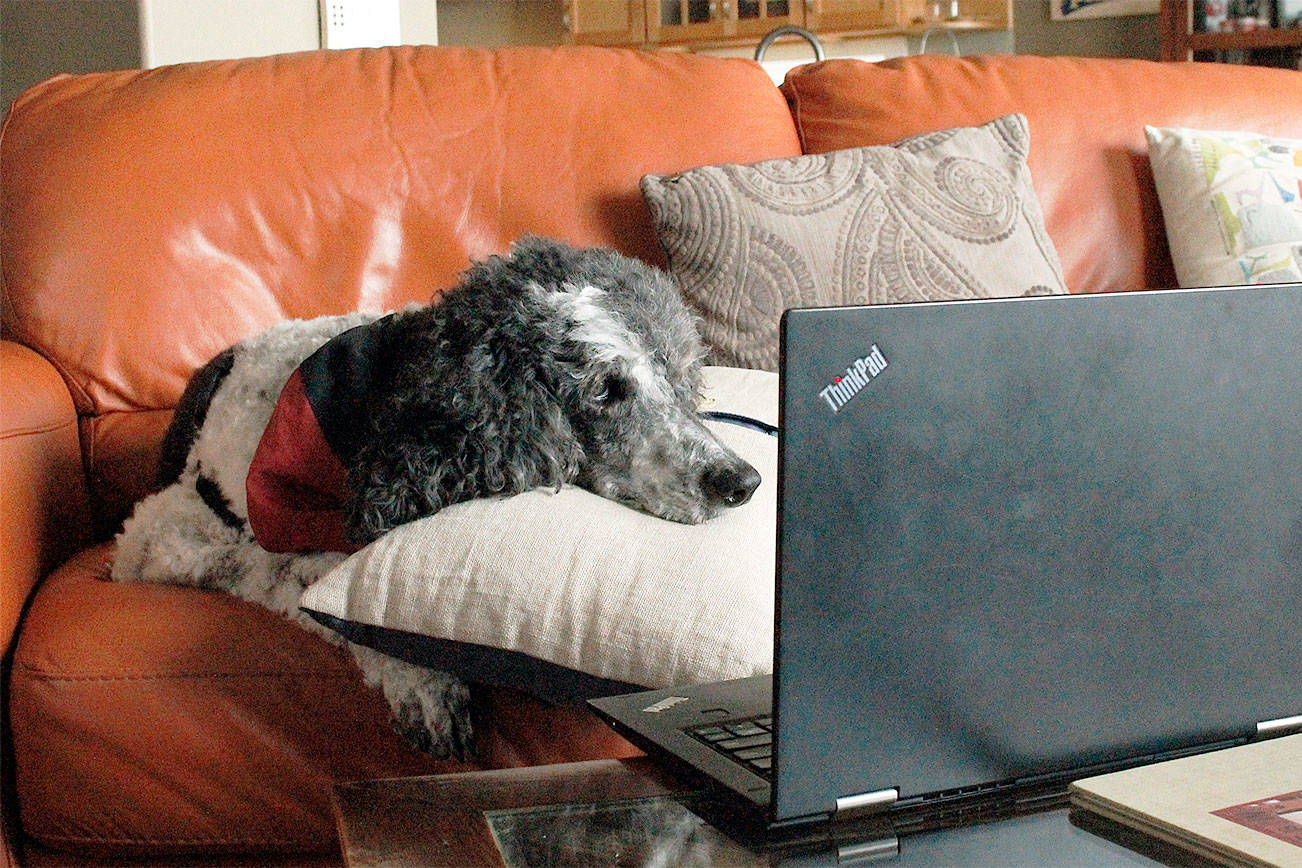 Reading to dog