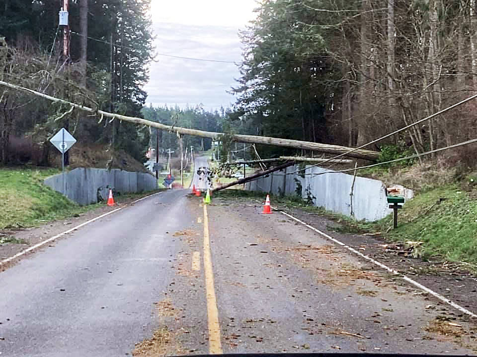 A tree couple of trees knocked down some power lines on Zylstra Road in Oak Harbor after a storm Jan. 13. Photo by Chris Hayden