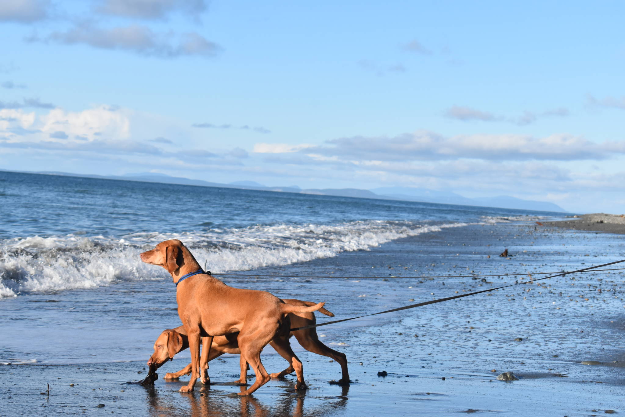 Chessie and Calamity, with owner Bill Hoff of Missoula, Mont., touched the ocean for the first time at Fort Ebey State Park near Coupeville. The park is one of 28 that the Navy has identified as a training site in its expanded proposal. Photo by Emily Gilbert/Whidbey News-Times