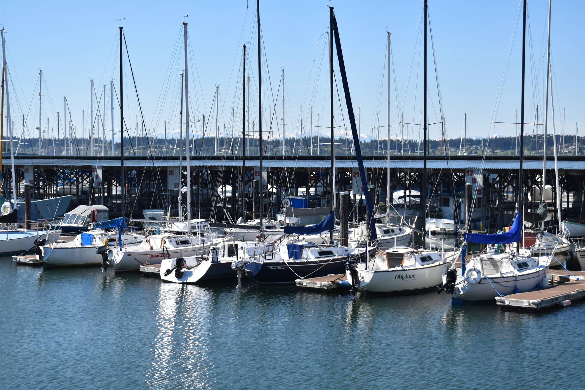 Photo by Emily Gilbert/Whidbey News-Times
Some areas of the Oak Harbor Marina are so shallow at low tide that sailboats can be seen sitting on mud. The Oak Harbor City Council chose a bond refinancing option that could include an increase to the dredge fee boaters pay to use the marina.