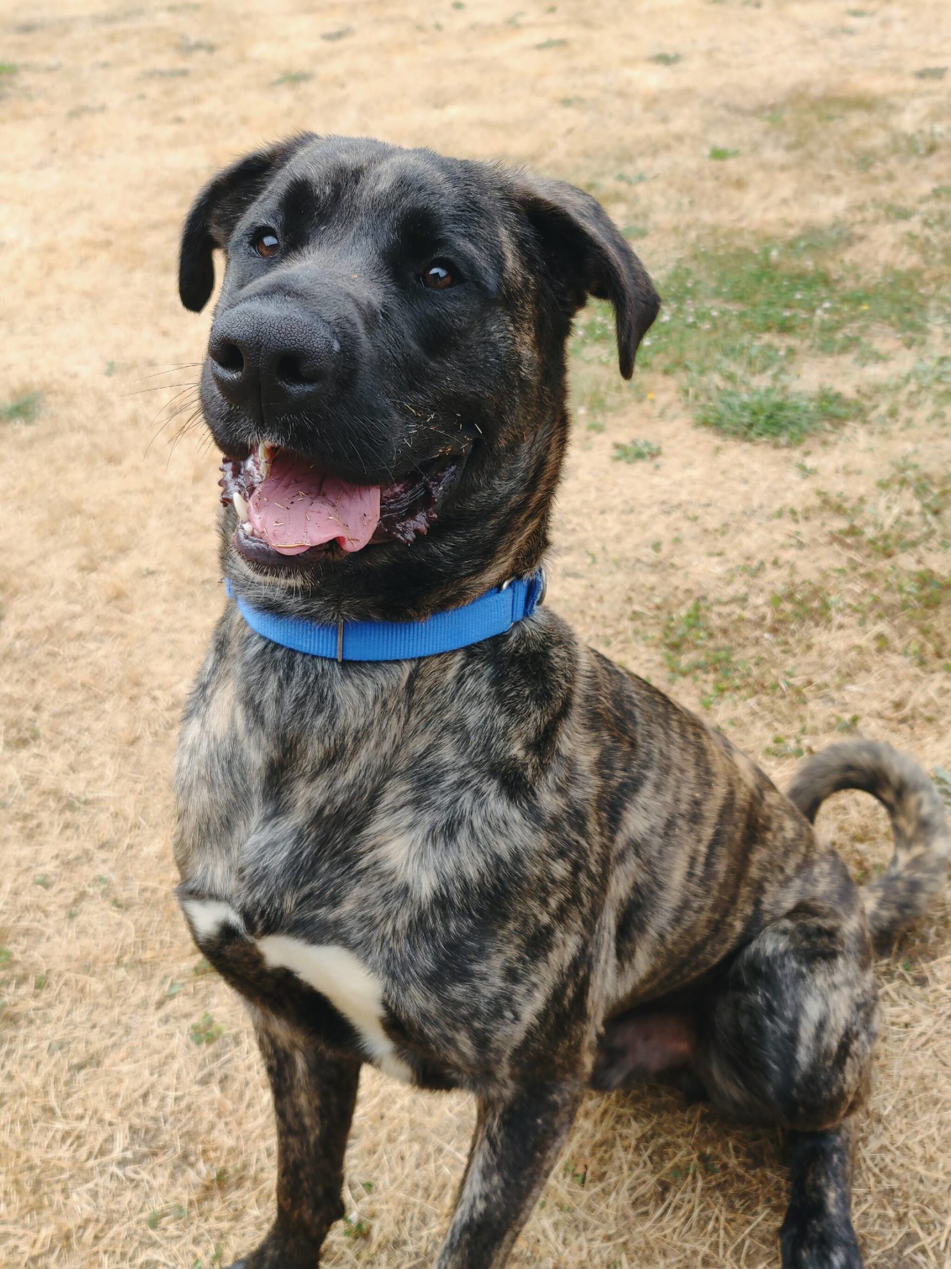 Photo provided
Chewbacca was abandoned in a field in Coupeville but has since been nursed back to health at WAIF. His former owner was charged with animal cruelty in the second degree for his abandonment.