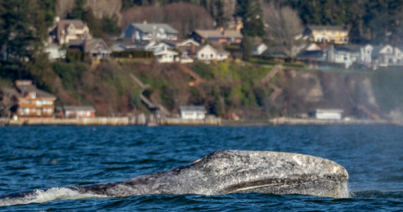 Photo by Janine Harles/Orca Network Whale Sighting Network