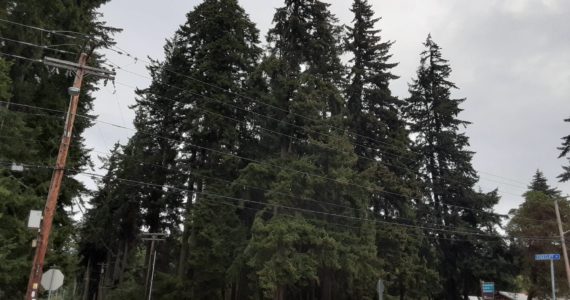 Photo provided by Scott Chaplin
A number of towering Douglas fir trees occupy the Langley lot where a South Whidbey resident is proposing a city park should exist.