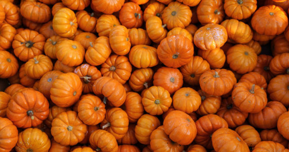 Photo by David Welton
A large haul of mini-pumpkins are available for little hands at Scenic Isle Farms this Halloween season.