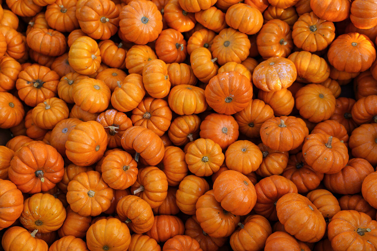 Photo by David Welton
A large haul of mini-pumpkins are available for little hands at Scenic Isle Farms this Halloween season.