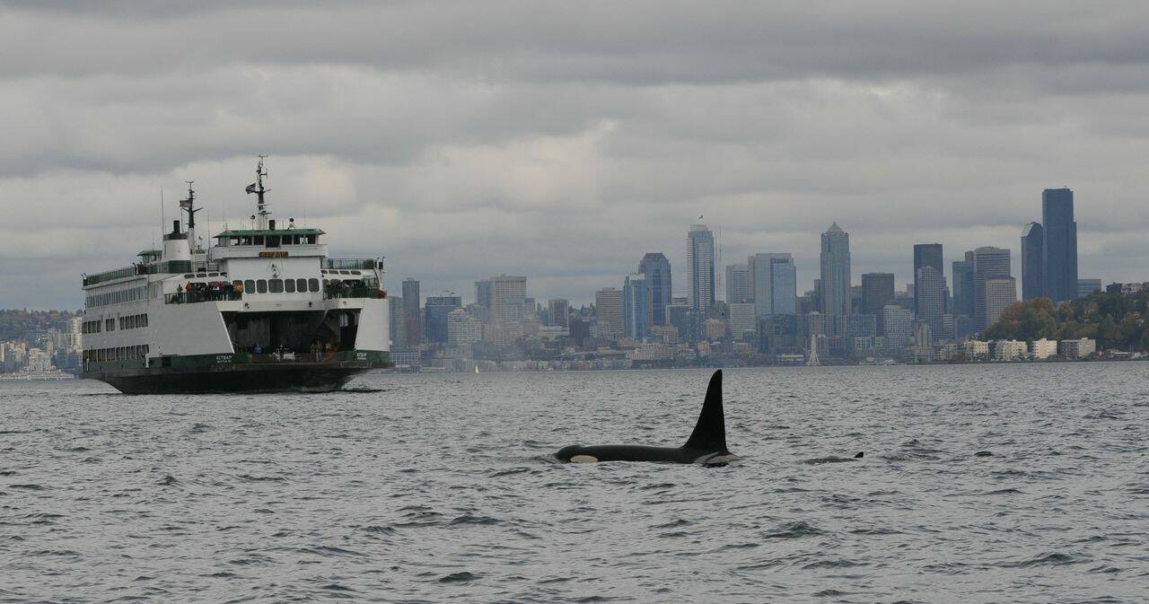 Hopeful signs for declining population of gray whales along West